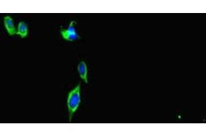 Immunofluorescent analysis of Hela cells using ABIN7147403 at dilution of 1:100 and Alexa Fluor 488-congugated AffiniPure Goat Anti-Rabbit IgG(H+L) (CEP29 (AA 86-156) antibody)