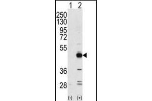 Western blot analysis of NPK(arrow) using rabbit polyclonal NPK Antibody (ABIN392789 and ABIN2842228). (TRIB3 antibody  (N-Term))