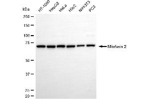 Western blotting analysis using mitofusin 2 antibody (ABIN7799440).