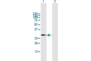 Western Blot analysis of CAPNS1 expression in transfected 293T cell line by CAPNS1 MaxPab polyclonal antibody.