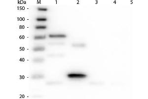 Western Blot of Anti-Chicken IgG (H&L) (DONKEY) Antibody (Min X Bv Gt GP Ham Hs Hu Ms Rb Rt & Sh Serum Proteins) . (Donkey anti-Chicken IgG (Heavy & Light Chain) Antibody (TRITC) - Preadsorbed)