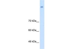 Western Blotting (WB) image for anti-Neuronal Cell Adhesion Molecule (NRCAM) antibody (ABIN2463989) (NrCAM antibody)