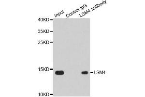 Immunoprecipitation analysis of 200ug extracts of Jurkat cells using 1ug LSM4 antibody.