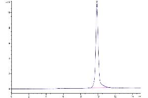 The purity of SARS-CoV-2 3CLpro (L167F) is greater than 95 % as determined by SEC-HPLC. (SARS-Coronavirus Nonstructural Protein 8 (SARS-CoV NSP8) (L167F) Protein)