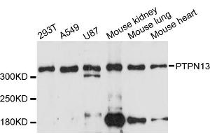 Western blot analysis of extracts of various cell lines, using PTPN13 antibody (ABIN6293479) at 1:3000 dilution. (PTPN13 antibody)