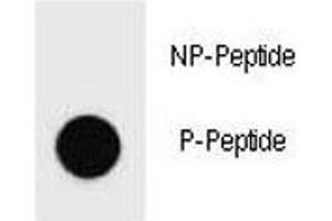 Dot blot analysis of phospho-PARP antibody.