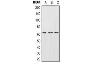Western blot analysis of CES2 expression in HepG2 (A), SP2/0 (B), H9C2 (C) whole cell lysates. (CES2 antibody  (Center))