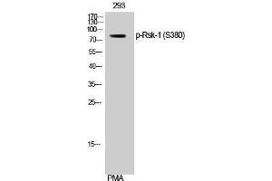 Western Blotting (WB) image for anti-Ribosomal Protein S6 Kinase, 90kDa, Polypeptide 1 (RPS6KA1) (pSer380) antibody (ABIN3182212) (RPS6KA1 antibody  (pSer380))