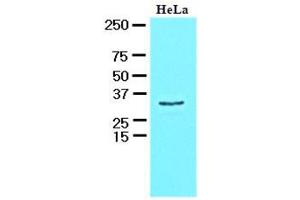 Western Blotting (WB) image for anti-HCLS1 Associated Protein X-1 (HAX1) (AA 1-279), (N-Term) antibody (ABIN400856) (HAX1 antibody  (N-Term))