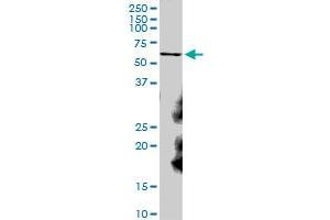 CAT MaxPab polyclonal antibody. (Catalase antibody  (AA 1-527))