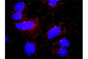 Proximity Ligation Analysis of protein-protein interactions between HCK and PLCG1. (Phospholipase C gamma 1 antibody  (AA 1192-1291))