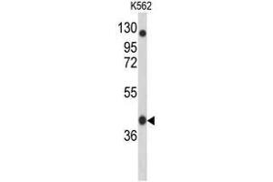 Western blot analysis of APOBEC3F Antibody (N-term) in K562 cell line lysates (35µg/lane).