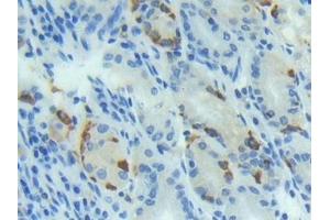 #VALUE! (BMP4 antibody  (AA 293-408))