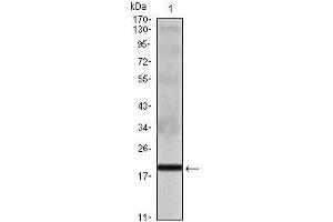 Western Blot showing IL16 antibody used against IL16 recombinant protein. (IL16 antibody)