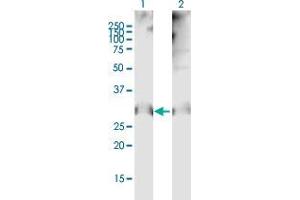 Western Blot analysis of CLDN12 expression in transfected 293T cell line by CLDN12 MaxPab polyclonal antibody.