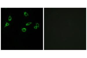 Immunofluorescence analysis of MCF-7 cells, using OR10S1 antibody.