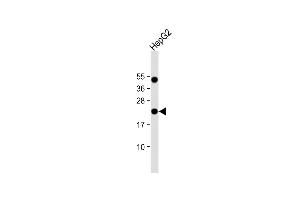 Anti-EBP Antibody (C-term) at 1:1000 dilution + HepG2 whole cell lysate Lysates/proteins at 20 μg per lane. (EBP antibody  (C-Term))