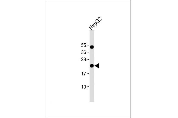 EBP antibody  (C-Term)