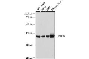 Western blot analysis of extracts of various cell lines, using IDH3B Rabbit pAb (ABIN6128145, ABIN6142149, ABIN6142150 and ABIN6217848) at 1:1000 dilution. (IDH3B antibody  (AA 35-170))
