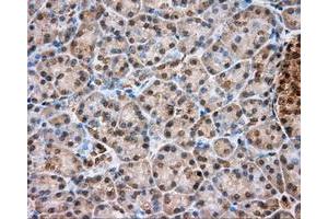 Immunohistochemical staining of paraffin-embedded liver tissue using anti-TPMT mouse monoclonal antibody.