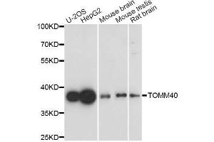 Western blot analysis of extracts of various cell lines, using TOMM40 antibody. (TOMM40 antibody  (AA 1-90))