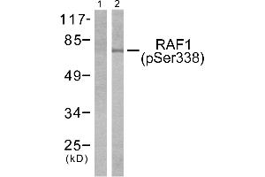Western blot analysis of extracts from NIH-3T3 cells treated with PMA (125ng/ml, 15mins), using, using Raf1 (phospho-Ser338) antibody (Line 1 and 2). (RAF1 antibody  (pSer338))