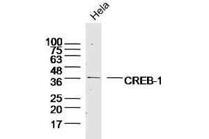 Hela lysates probed with CREB-1 Polyclonal Antibody, Unconjugated  at 1:300 dilution and 4˚C overnight incubation. (CREB1 antibody  (AA 221-314))