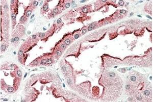 ABIN625824 (5µg/ml) staining of paraffin embedded Human Kidney. (SDF4 antibody  (AA 161-175))