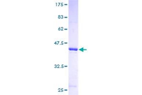 ISCU Protein (AA 26-167) (GST tag)
