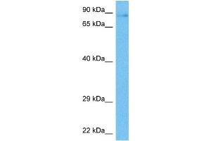Western Blotting (WB) image for anti-G-Protein Signaling Modulator 2 (GPSM2) (N-Term) antibody (ABIN2784504)