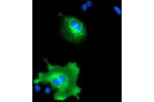 Anti-NUCB1 mouse monoclonal antibody (ABIN2455386) immunofluorescent staining of COS7 cells transiently transfected by pCMV6-ENTRY NUCB1 (RC201786). (Nucleobindin 1 antibody)
