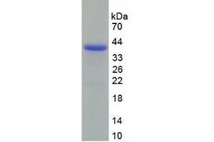 SDS-PAGE (SDS) image for Decorin (DCN) (AA 31-359) protein (His tag) (ABIN1079354)