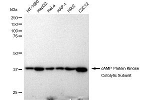 Western blotting analysis using cAMP Protein Kinase Catalytic Subunit antibody (ABIN7797808). (Recombinant C-AMP Protein Kinase (Catalytic Subunit) antibody)