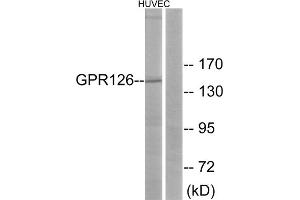 Western blot analysis of extracts from HUVEC cells, using GPR126 antibody. (G Protein-Coupled Receptor 126 antibody  (Internal Region))