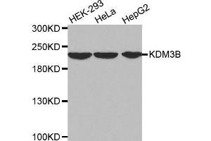 Western blot analysis of extracts of various cell lines, using KDM3B antibody. (KDM3B antibody  (AA 1059-1283))