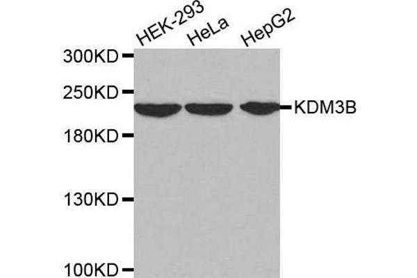 KDM3B anticorps  (AA 1059-1283)