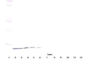 Western Blot (Unreduced) using CXCL10 / IP-10 Antibody Cat. (CXCL10 antibody)