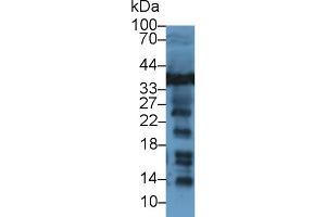 Western Blot; Sample: Human Jurkat cell lysate; Primary Ab: 1µg/ml Rabbit Anti-Rat LDHB Antibody Second Ab: 0. (LDHB antibody  (AA 1-334))
