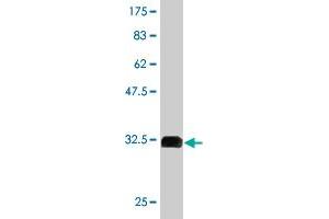 Western Blot detection against Immunogen (31. (NPSR1 antibody  (AA 2-53))