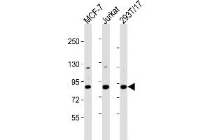 All lanes : Anti-HNRNPUL2 Antibody (Center) at 1:2000 dilution Lane 1: MCF-7 whole cell lysates Lane 2: Jurkat whole cell lysates Lane 3: 293T/17 whole cell lysates Lysates/proteins at 20 μg per lane. (HNRNPUL2 antibody  (AA 337-350))