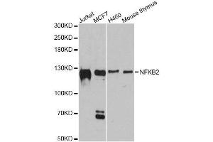 Western blot analysis of extracts of various cell lines, using NFKB2 antibody. (NFKB2 antibody  (AA 690-899))