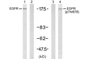 Western blot analysis of extract from A431 cells untreated or treated with EGF (200ng/ml, 5min), using EGFR (Ab-678) antibody (E021193, Lane 1 and 2) and EGFR (phospho-Thr678) antibody (E011186, Lane 3 and 4). (EGFR antibody)