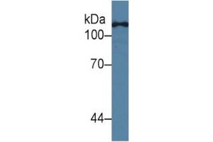 Mouse Capture antibody from the kit in WB with Positive Control:  Human Hela Cells. (TLR5 ELISA Kit)