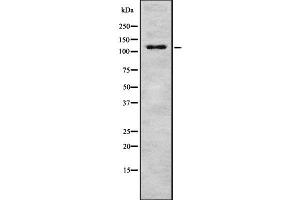 Western blot analysis of MAP3K9 using HT29 whole cell lysates