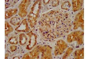IHC image of ABIN7161352 diluted at 1:400 and staining in paraffin-embedded human kidney tissue performed on a Leica BondTM system. (CHRNB2 antibody  (AA 322-458))