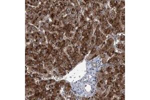 Immunohistochemical staining of human liver with SPOPL polyclonal antibody  shows strong cytoplasmic positivity in hepatocytes.