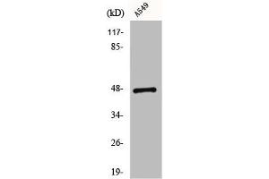 Western Blot analysis of K562 cells using CCK-BR Polyclonal Antibody (CCKBR antibody  (N-Term))