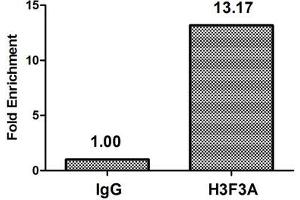 Chromatin Immunoprecipitation Hela (4*10 6 ) were treated with Micrococcal Nuclease, sonicated, and immunoprecipitated with 5 μg anti-H3F3A (ABIN7139281) or a control normal rabbit IgG. (Histone H3.3 antibody  (2meLys79))