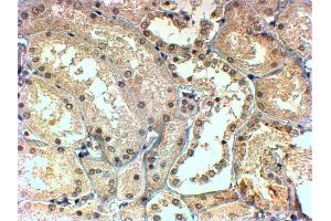 ABIN184688 (4µg/ml) staining of paraffin embedded Human Kidney.
