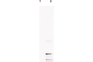 Western blot analysis of. (MIF antibody  (AA 2-32))